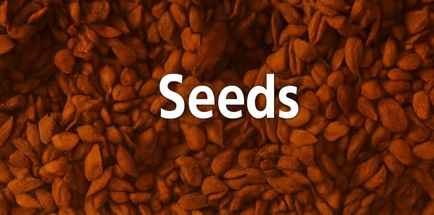Premium Nannari Seeds